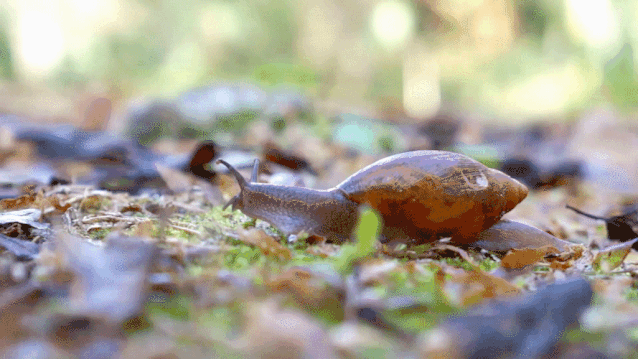 10.gif