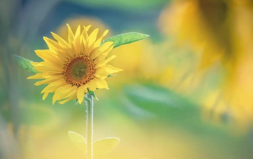 1627356101733943.jpg 47.jpg