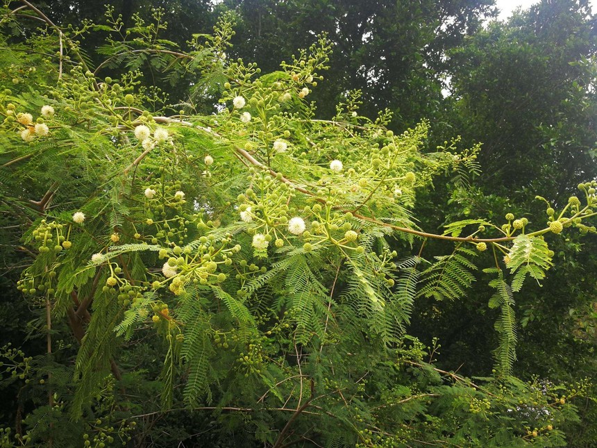 1584199182700656.jpg 灌木(5)银合欢1.jpg