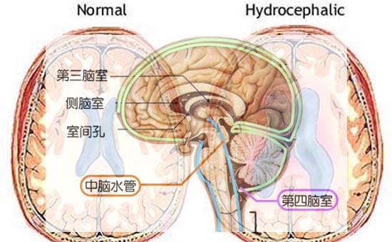 1545125476765728.jpg 1µ¼Ë®¹ÜÏÁÕ-1.jpg