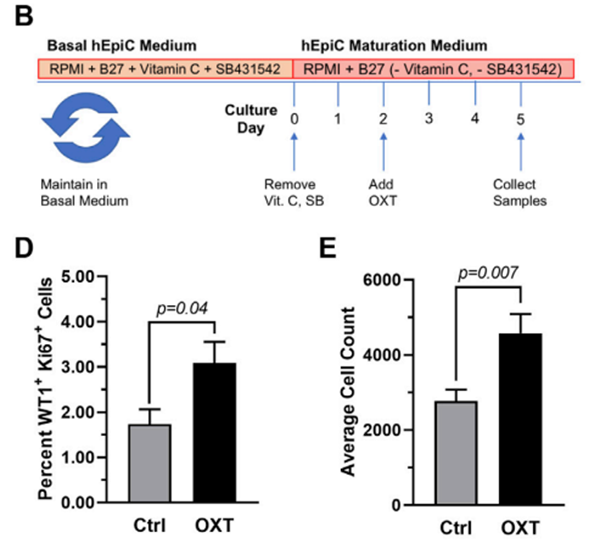 催产素诱导心外膜祖细胞增增活化.png