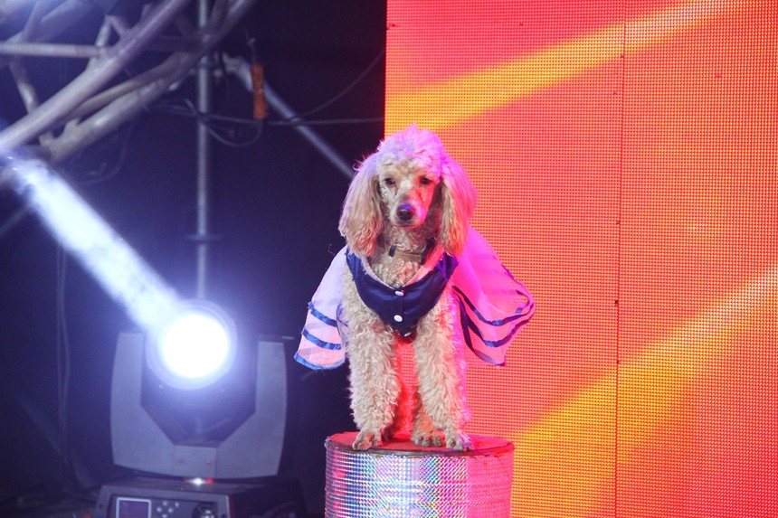 厦门马戏团宠物小狗杂耍表演