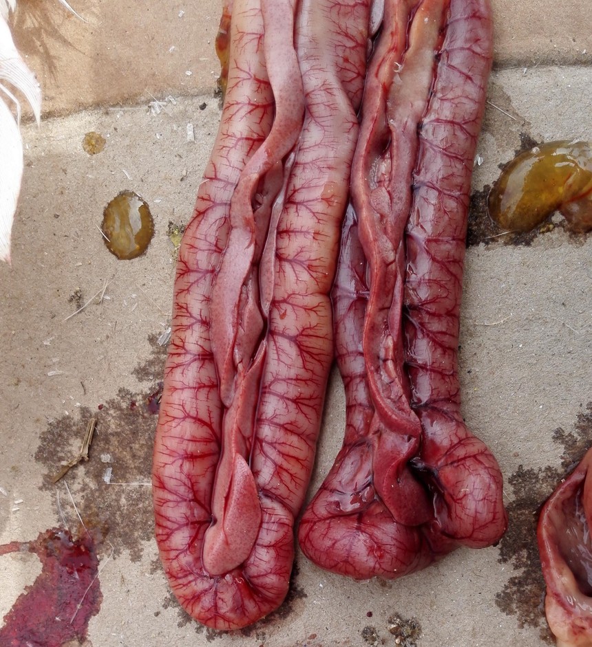 部皮下有大量浆液性渗出,腺胃乳头出血,肠黏膜弥漫性出血,胰腺出血