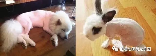 1586401077525500.jpg 4.jpg