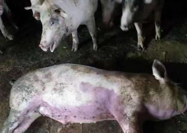 抽筋猪揭秘：背后的行业趋势与创新探索