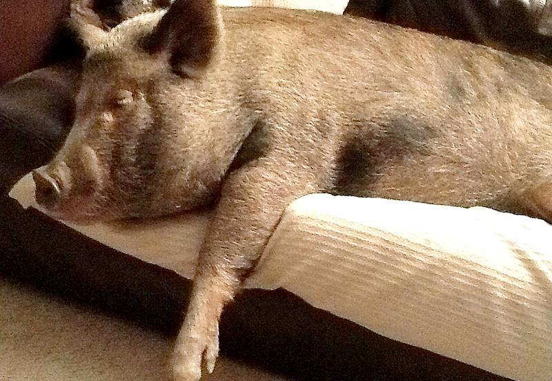 猪怎么睡觉的姿势图片