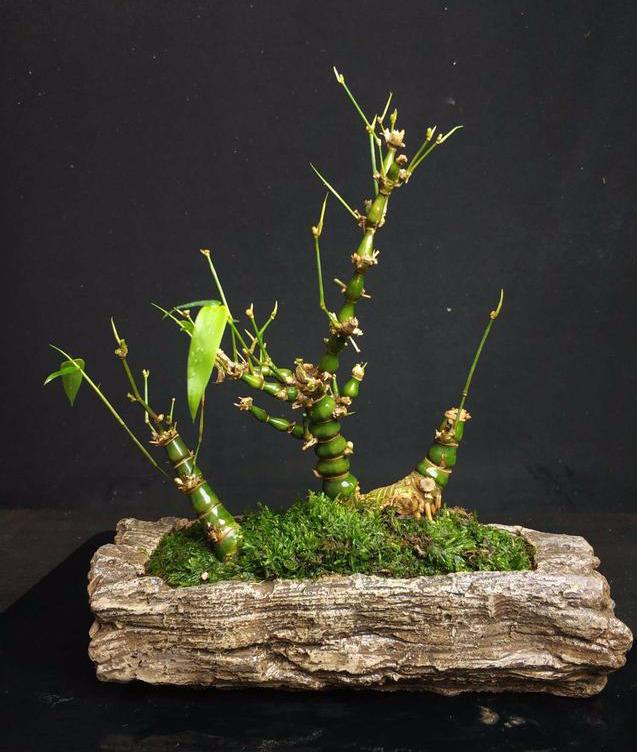 6种竹子做的文玩便宜到不行还有很多人爱