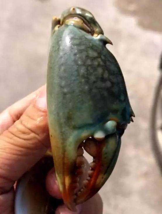 300块买了块干涩的翡翠,一只大螃蟹的创意翻万倍