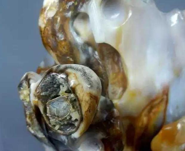 带虫树化玉的鉴赏及价值分析