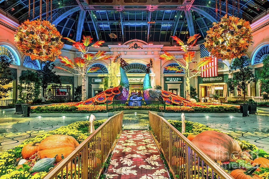 bellagio-conservatory-fall-peacock-display-ultra-wide-2017-aloha-art.jpg