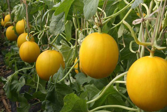 1565415896357735.jpg 948175s.jpg