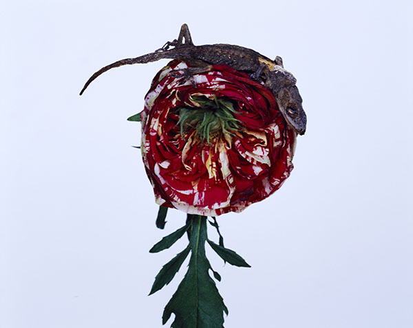 D8 cJAMORINSKYϵ  c-print 75*60cm.jpg