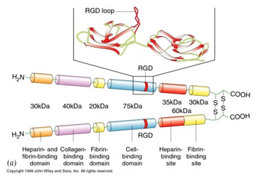 重组人纤连蛋白肽-360dpi.jpg