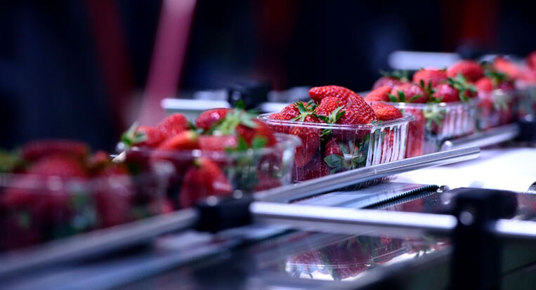 iStock-520221462_strawberryconveyor.jpg