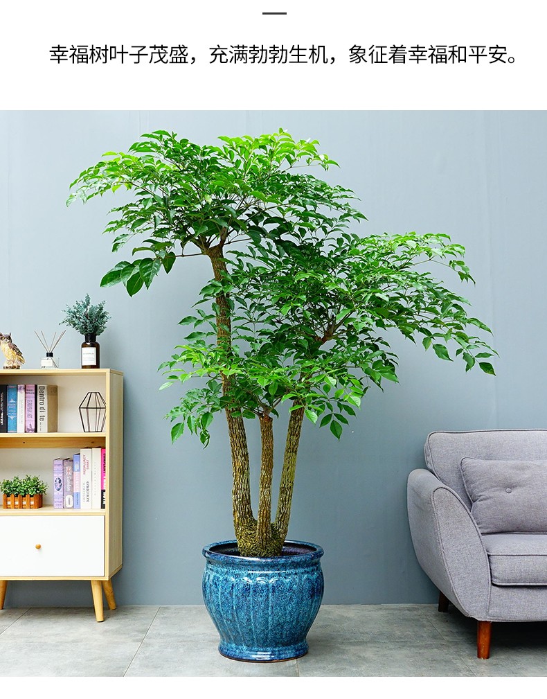 幸福树盆栽绿宝幌伞枫室内大型植物前台展厅大门口客厅盆栽绿植-中山
