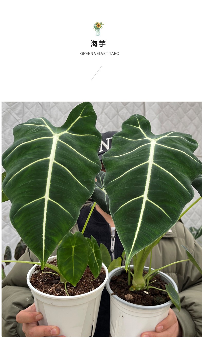 绿天鹅绒海芋锦荷兰进口网红室内绿植花卉盆栽好养观叶植物明睿-中山