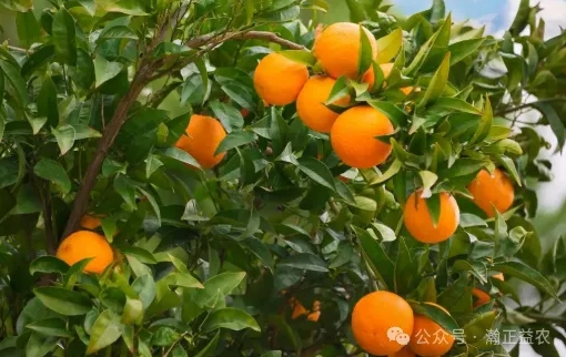 ΢�Ž�ͼ_20240604161729.png