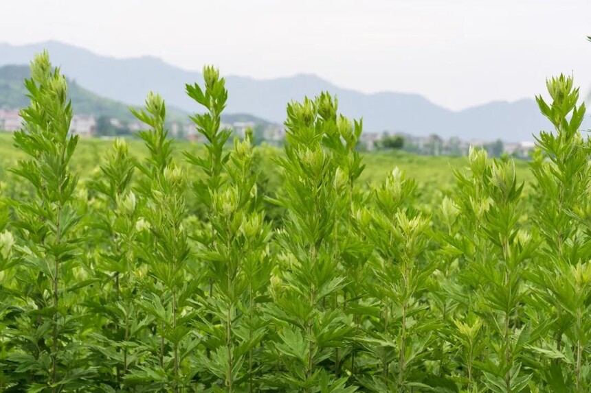 1732674870228078.jpg 微信圖片_20241123131643.jpg