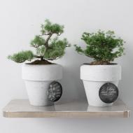 260辰