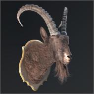 131ǽ