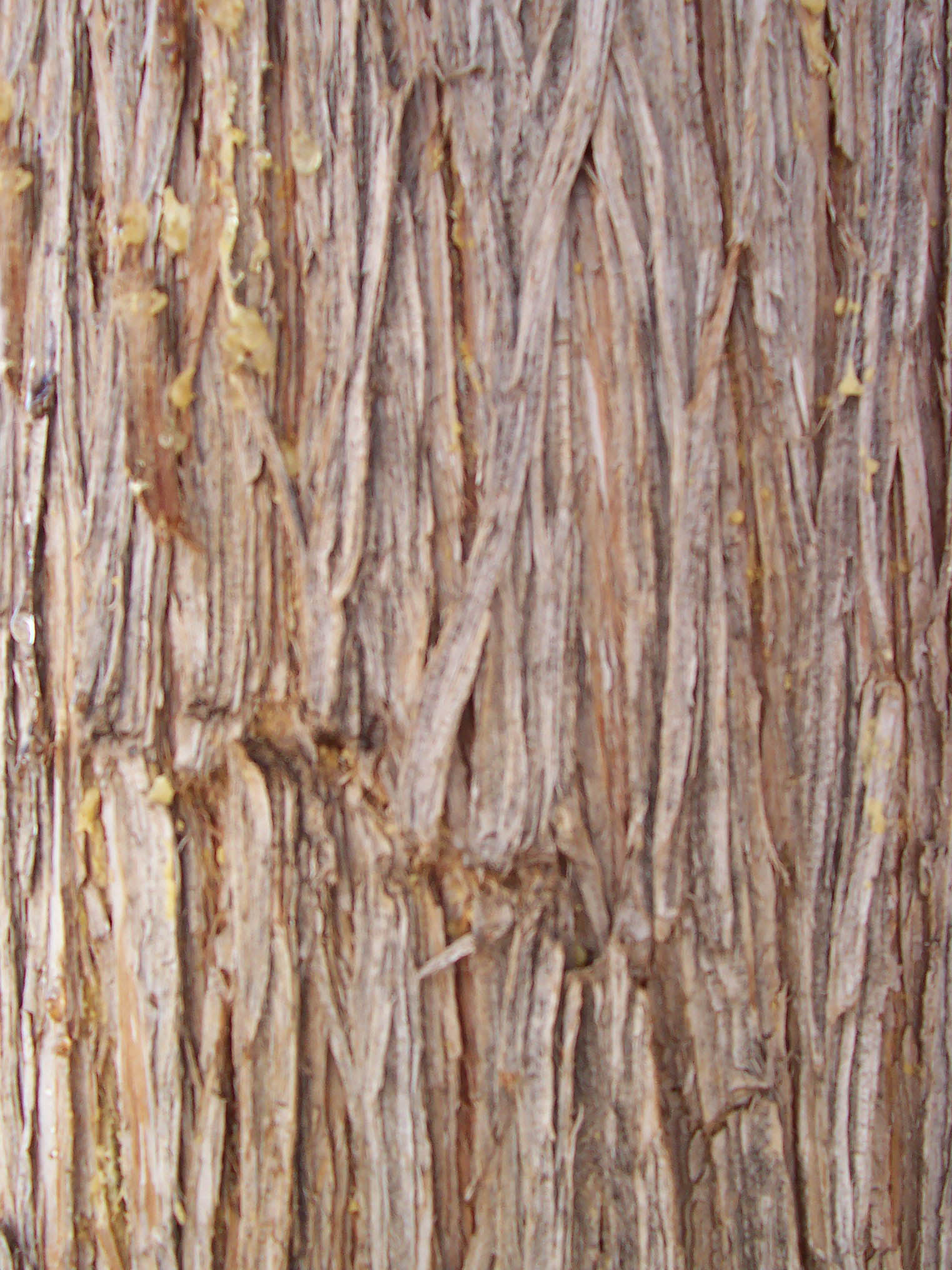 Bark_1.jpg