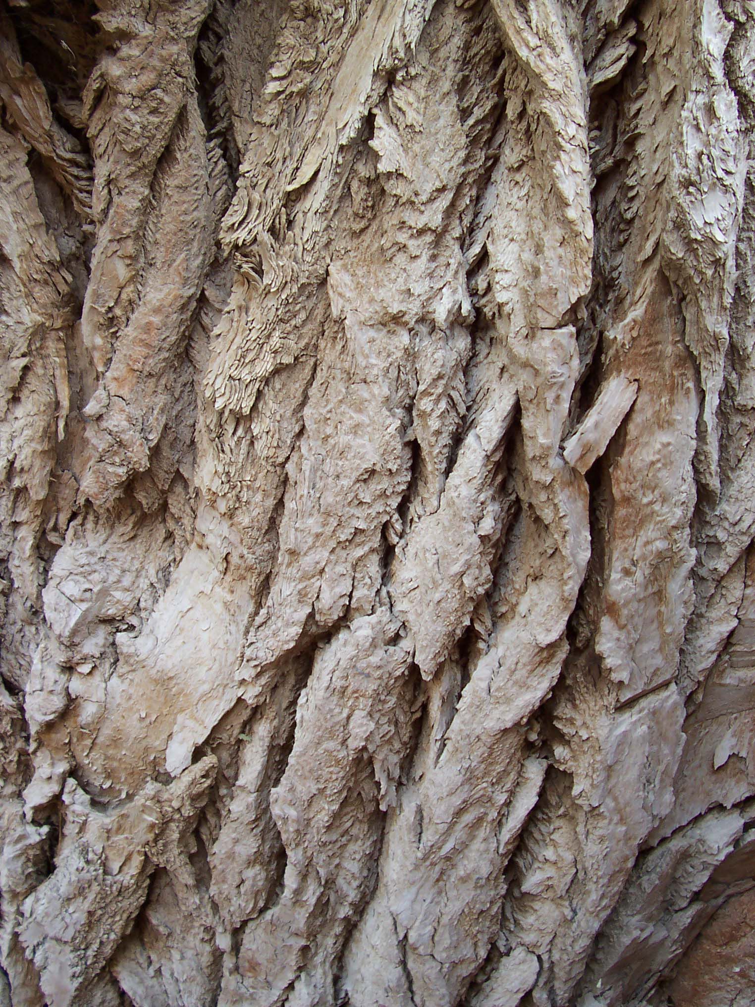 Bark_3.jpg