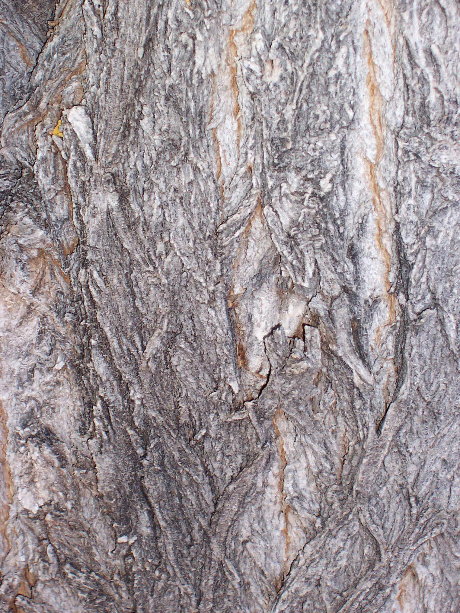Bark_5.jpg