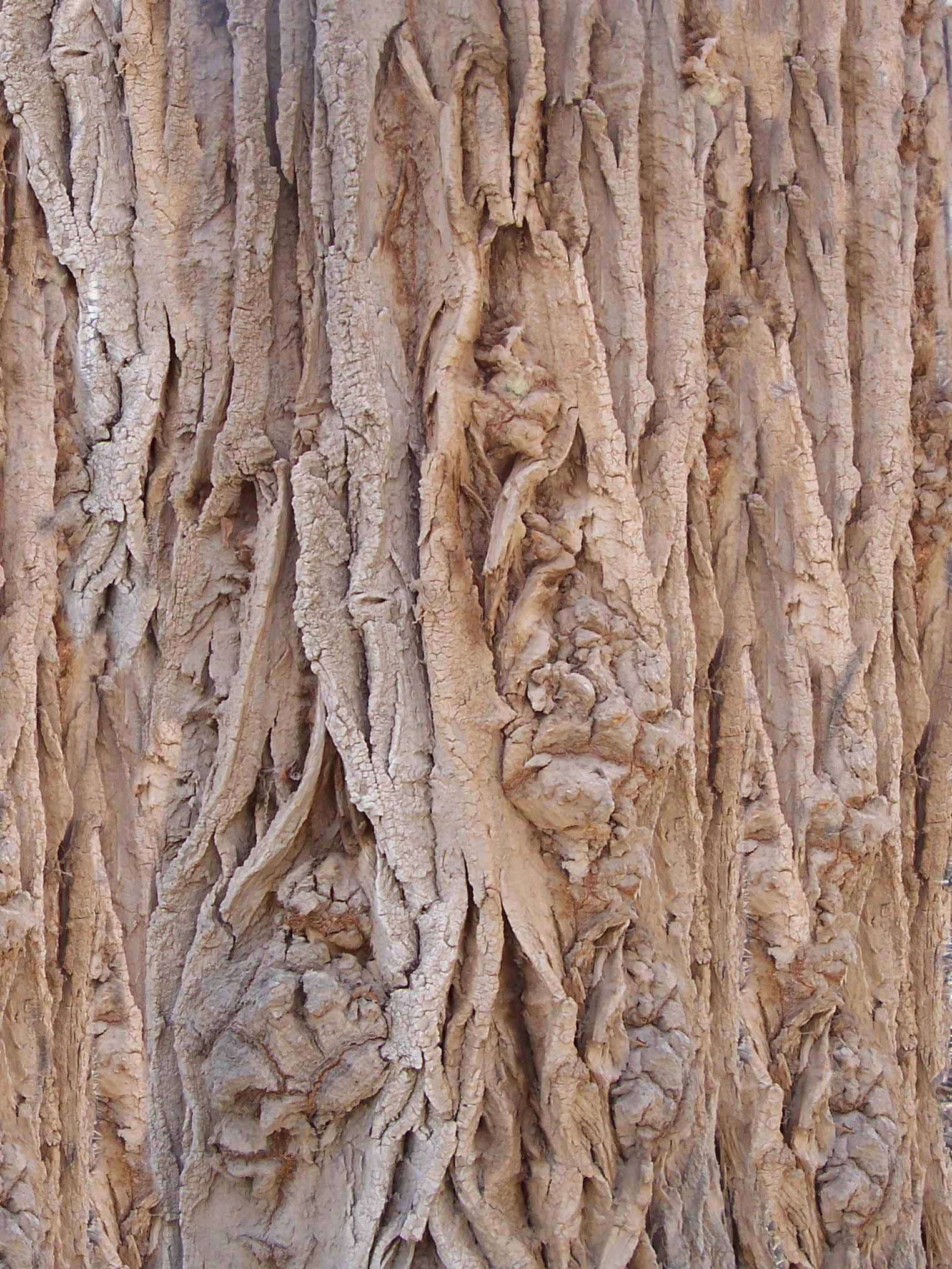 Bark_6.jpg