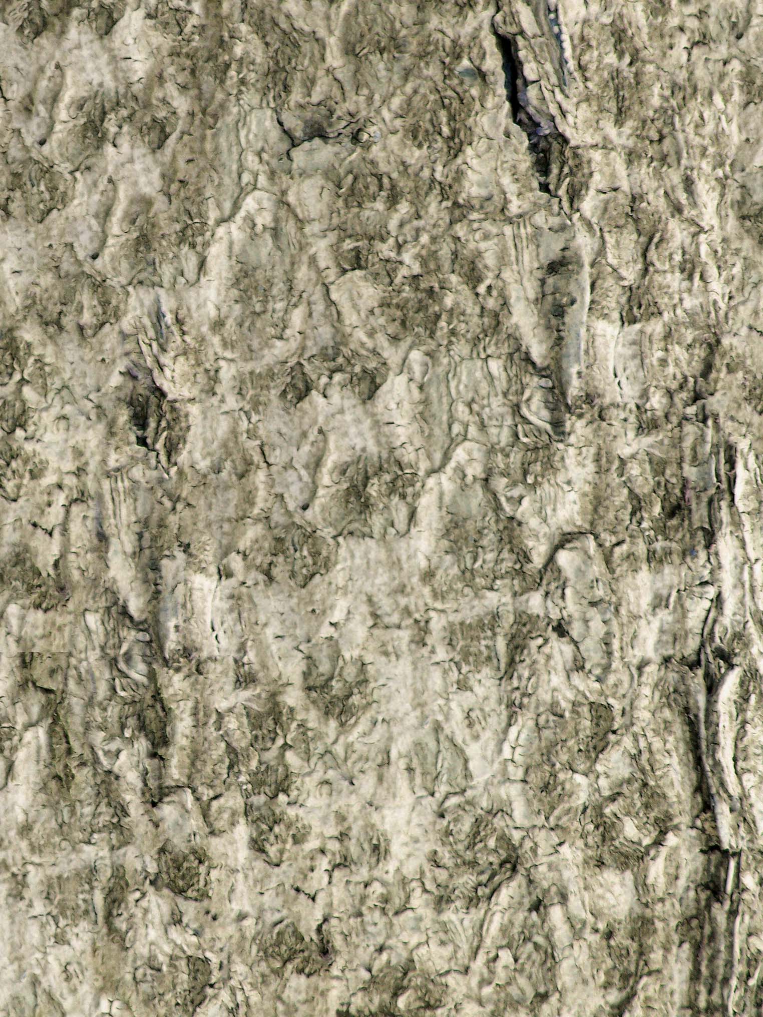 Bark_7.jpg