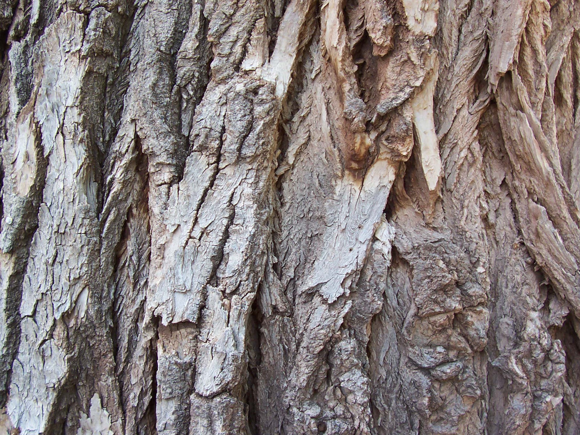 Bark_11.jpg