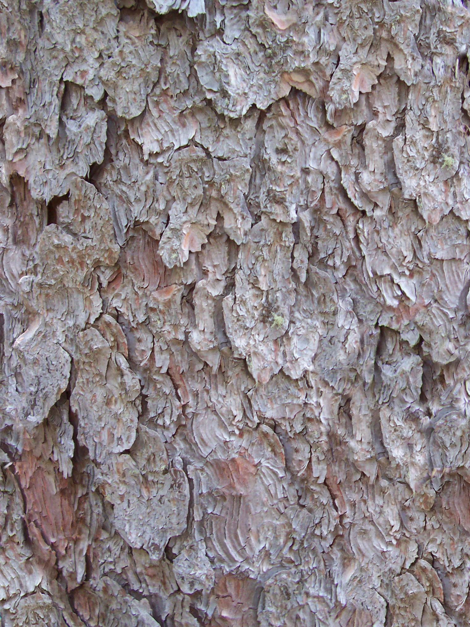 Bark_16.jpg