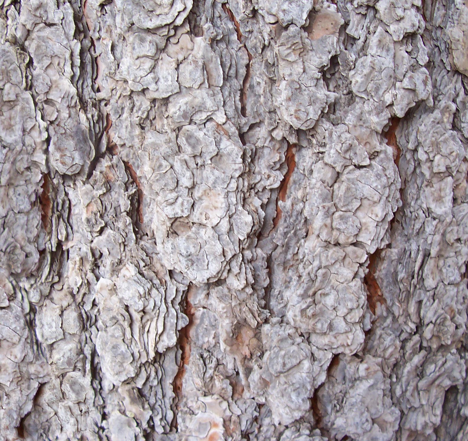Bark_18.jpg