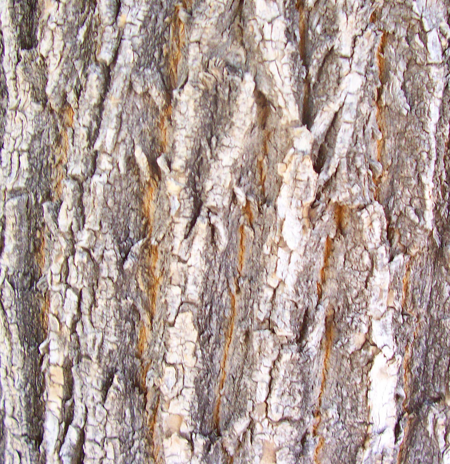 Bark_19.jpg