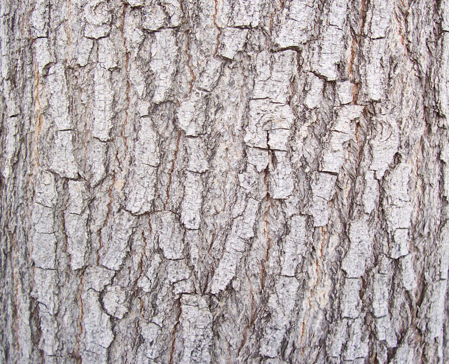 Bark_27.jpg