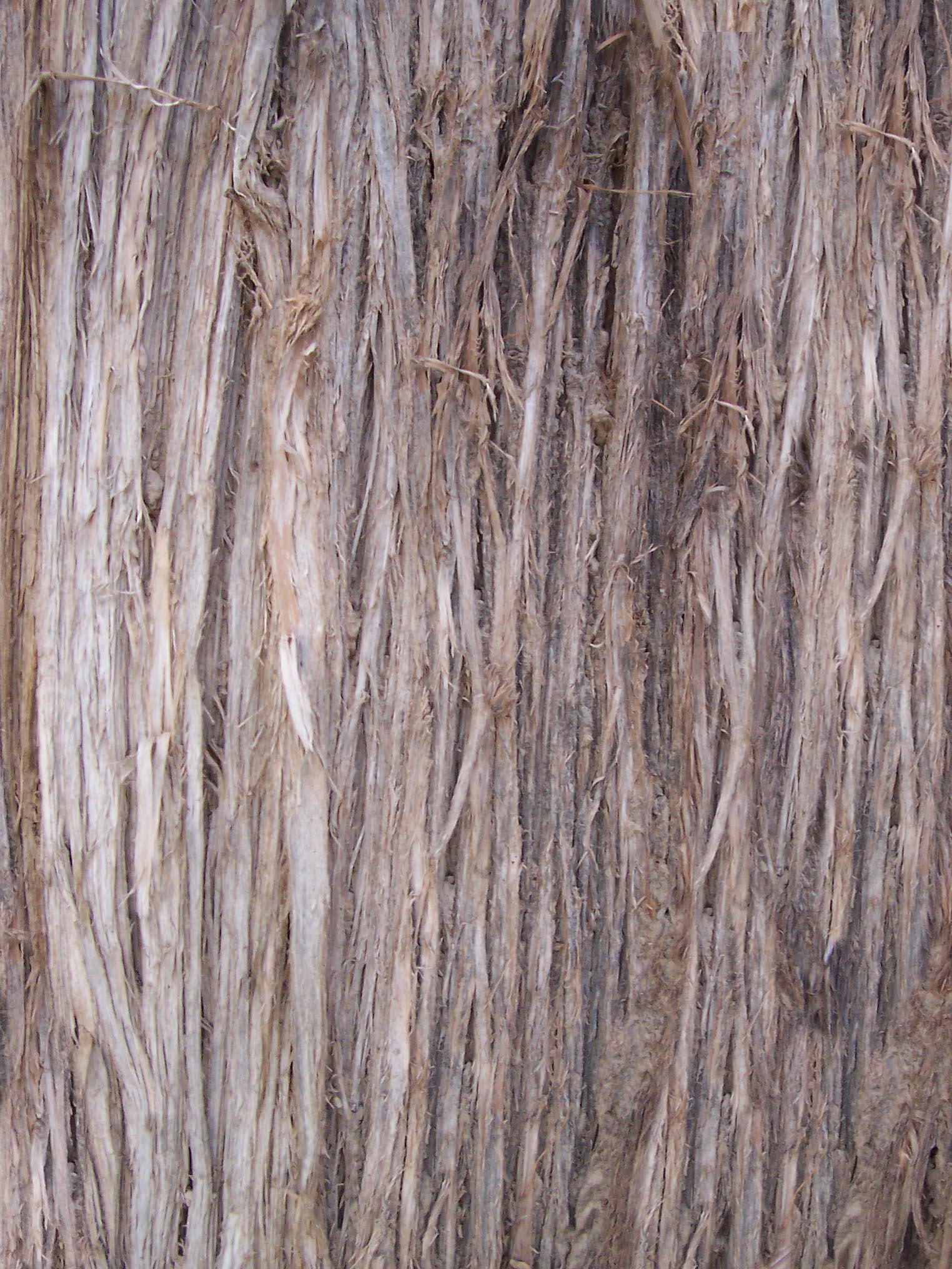 Bark_29.jpg