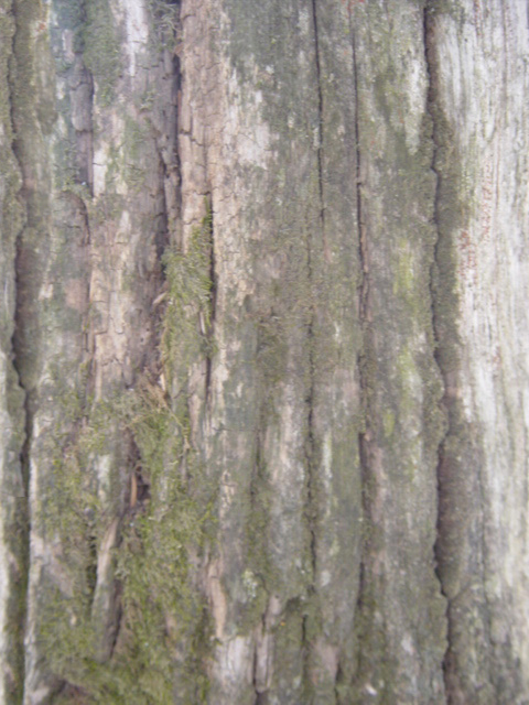 Bark_30.jpg