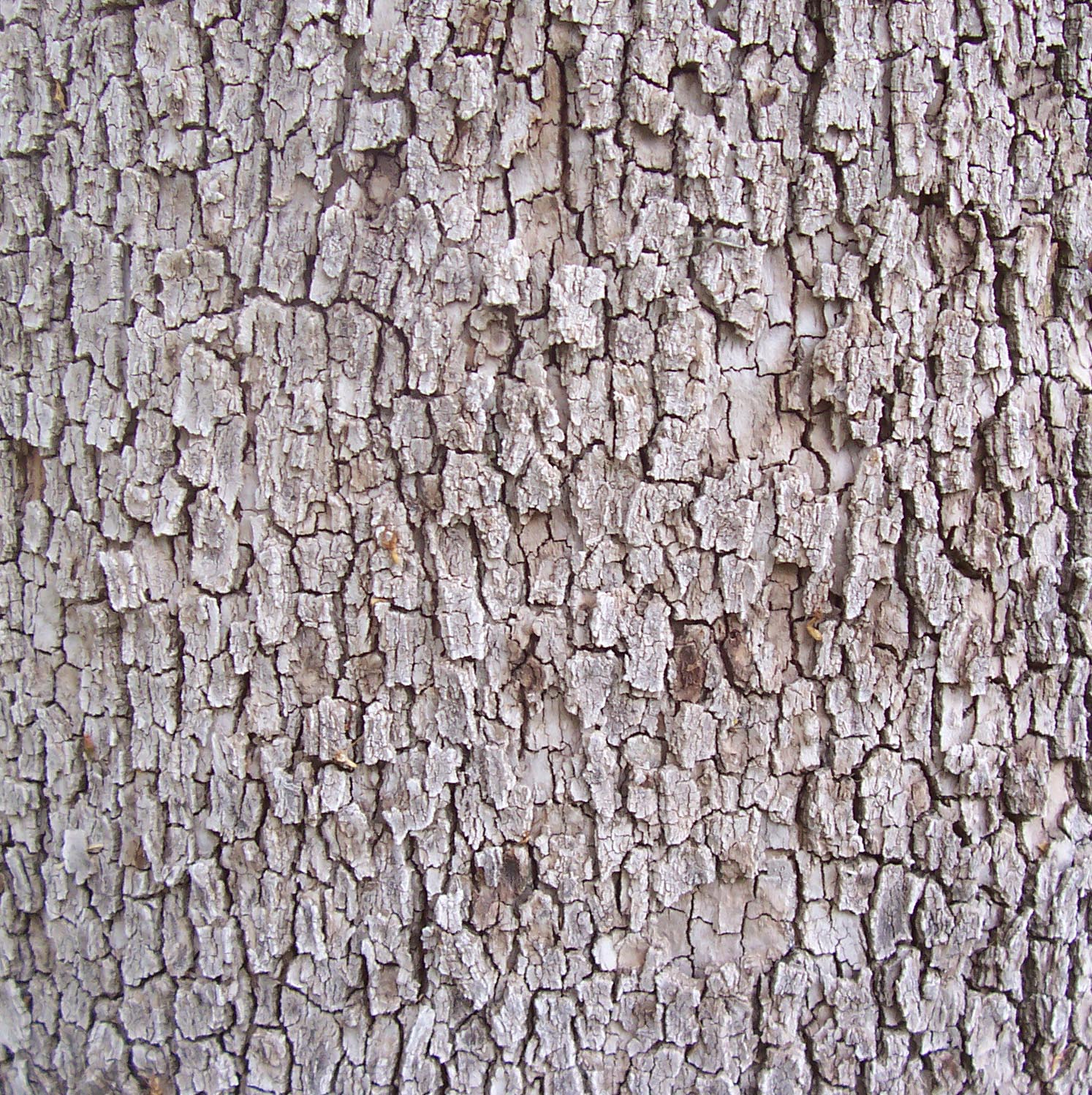 Bark_32.jpg