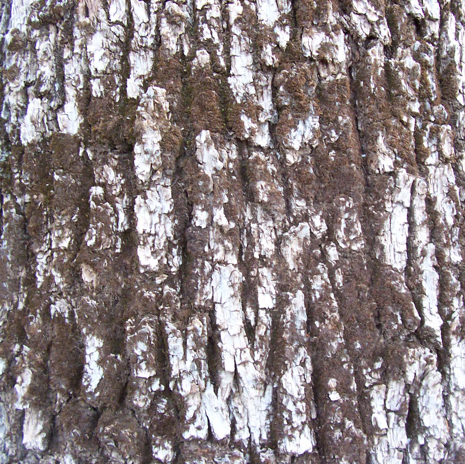 Bark_33.jpg