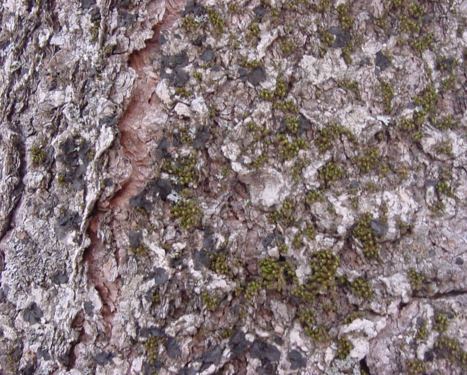 Bark_37.jpg