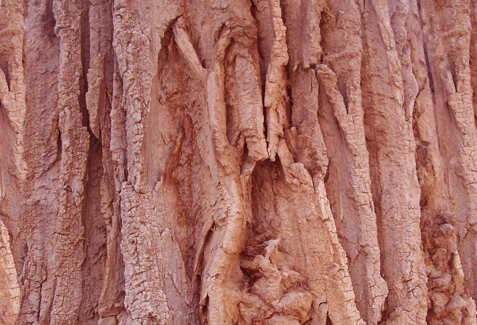 Bark_41.jpg
