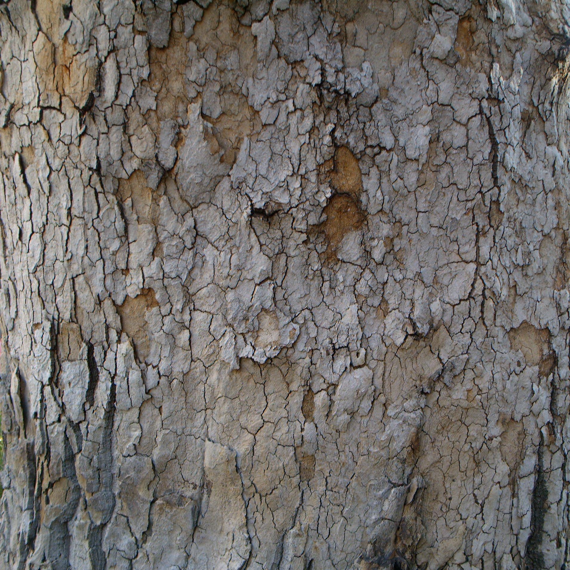 Bark_42.jpg