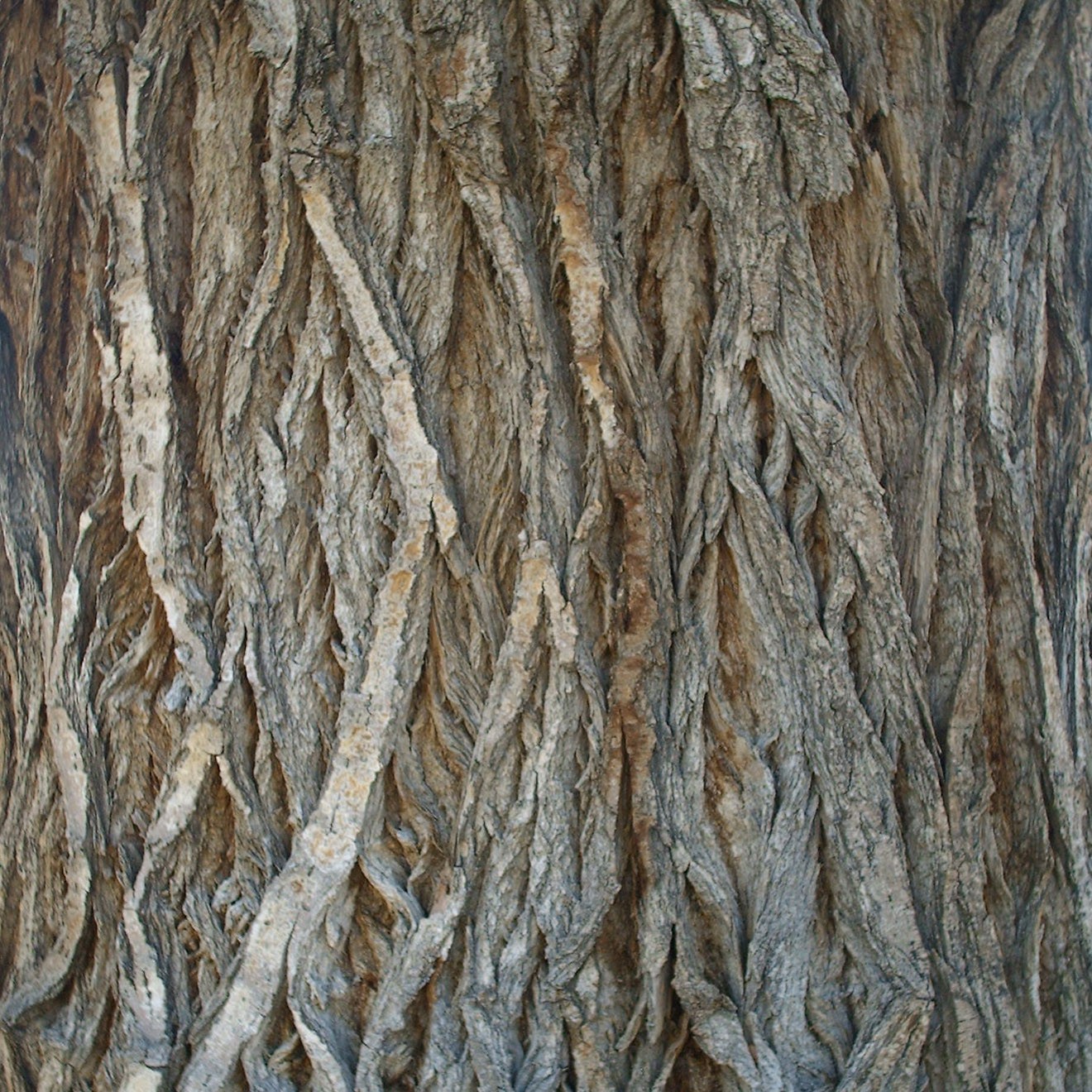 Bark_43.jpg
