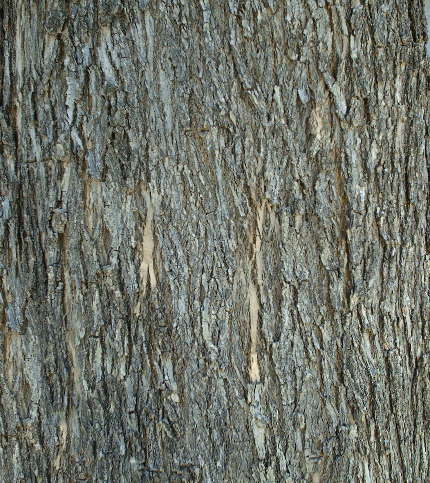 Bark_45.jpg