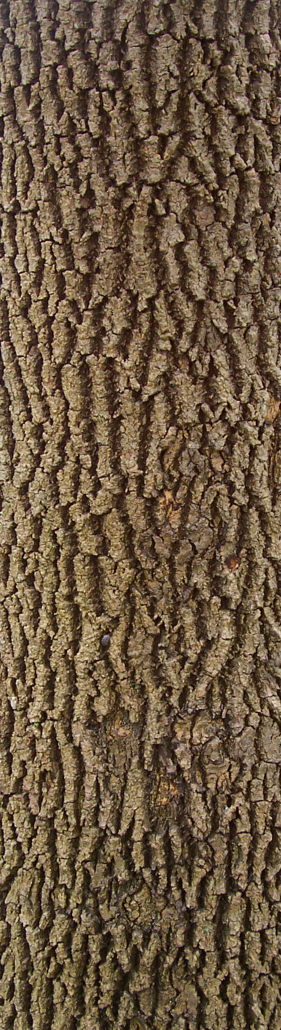 Bark_46.jpg