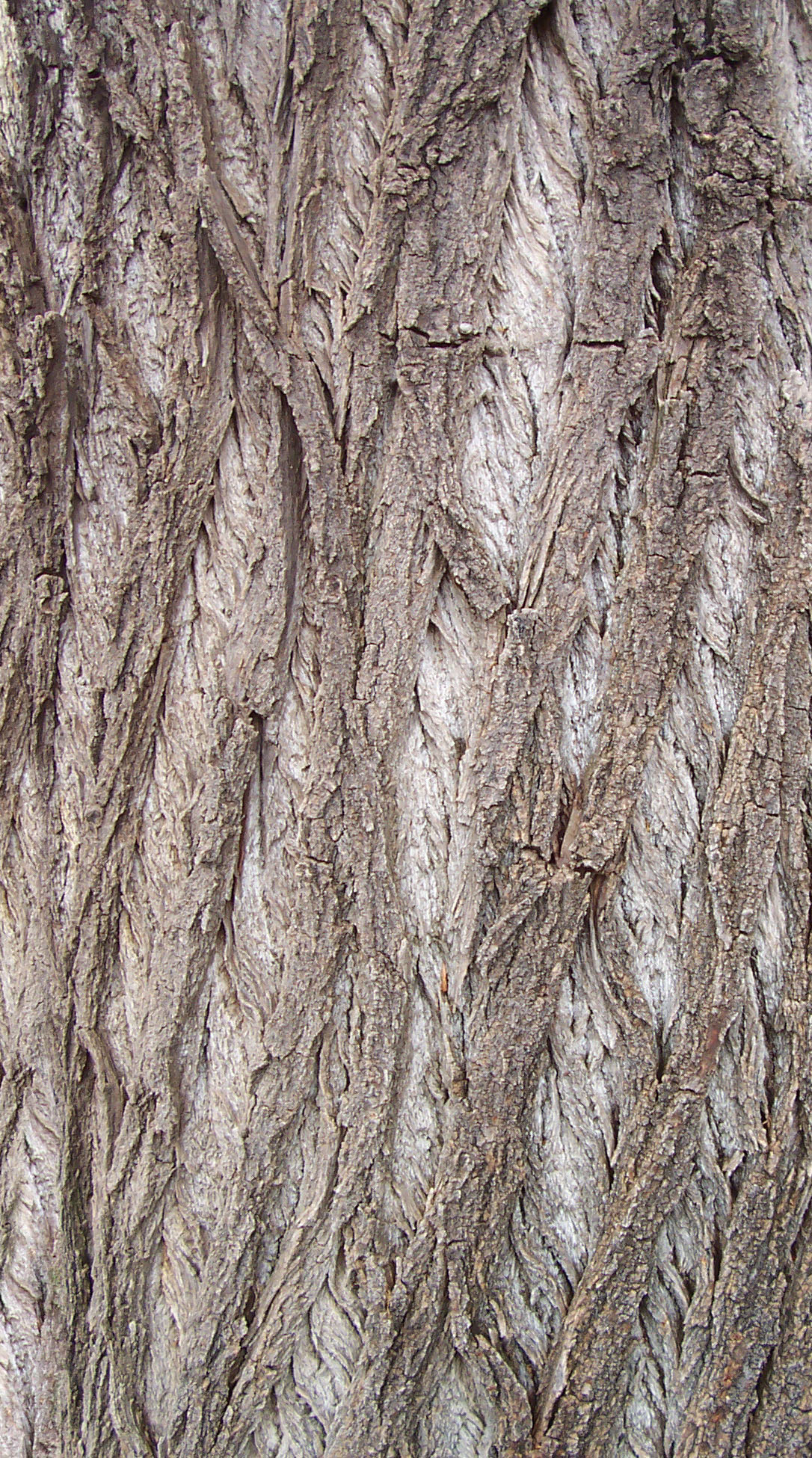 Bark_47.jpg