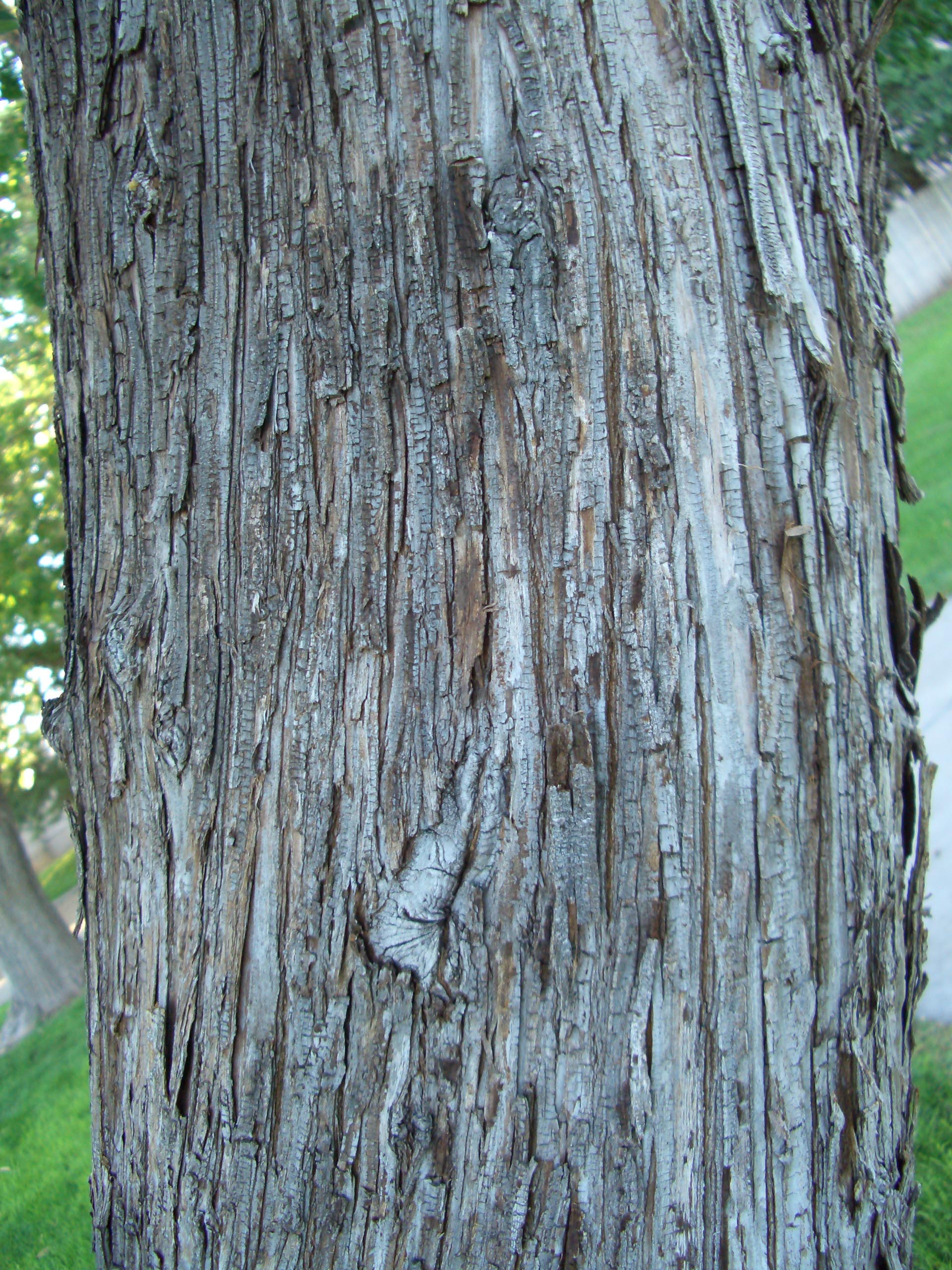 Bark_52.jpg