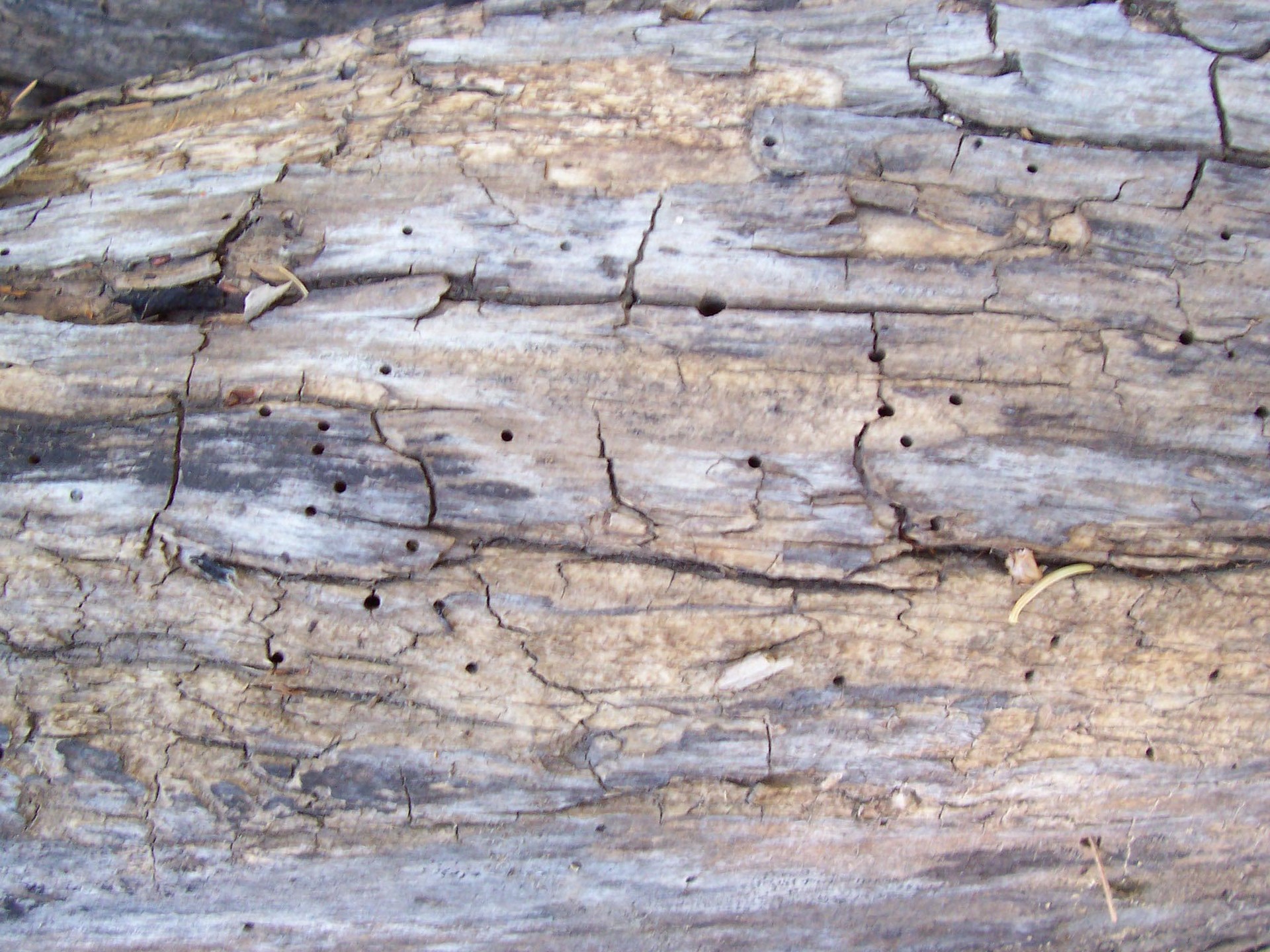 DeadWood_1.jpg