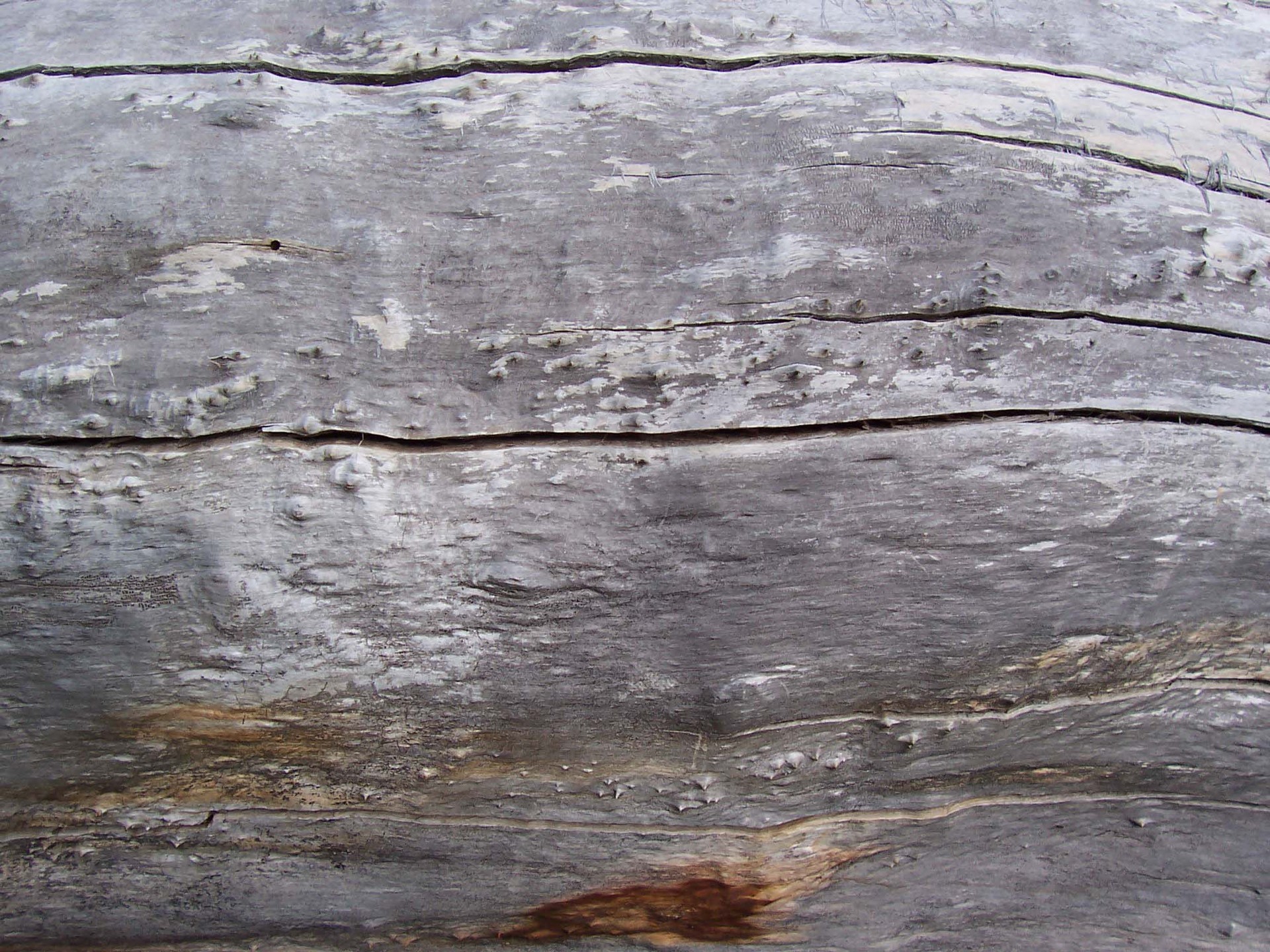 DeadWood_8.jpg