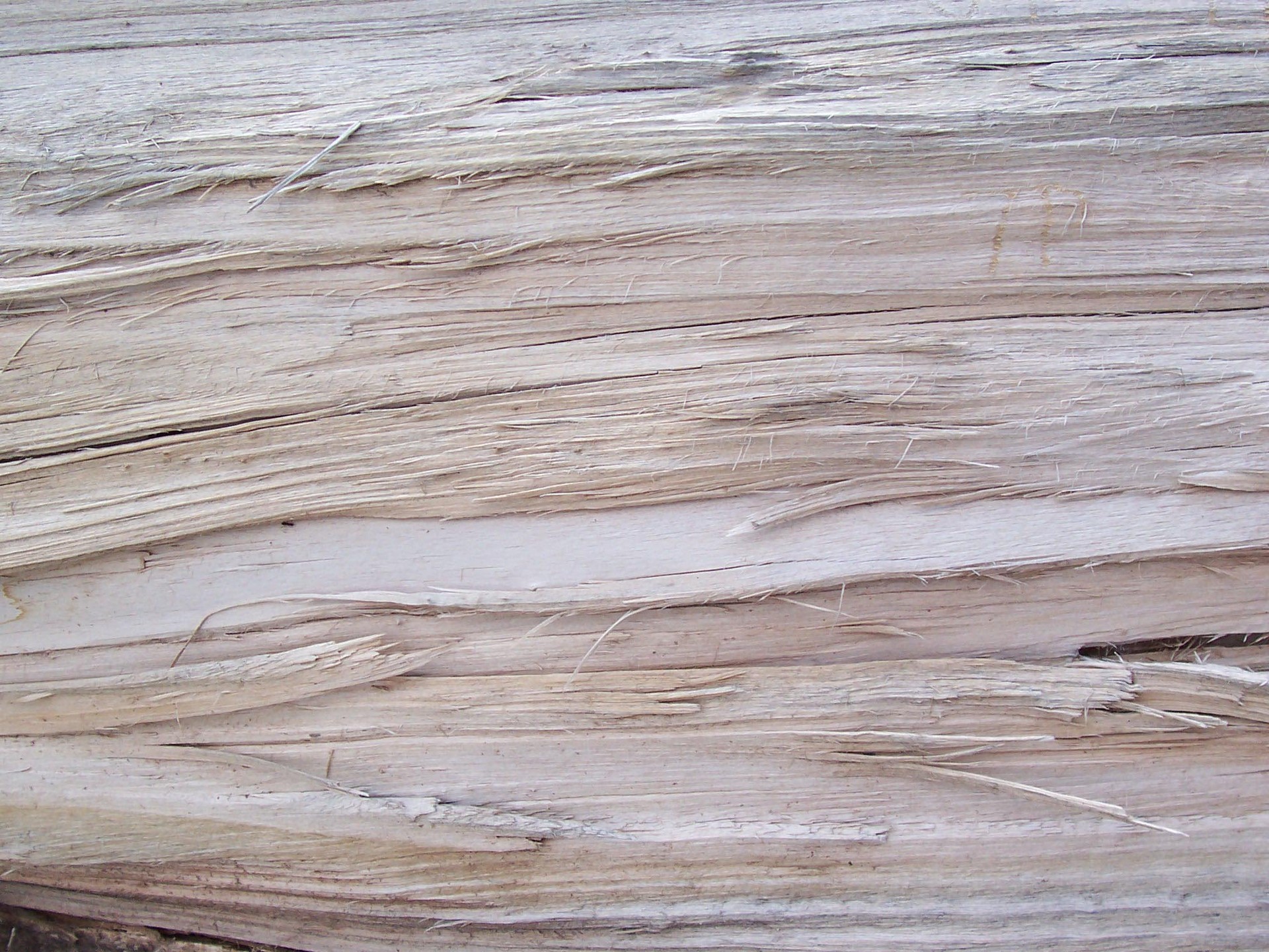 DeadWood_11.jpg