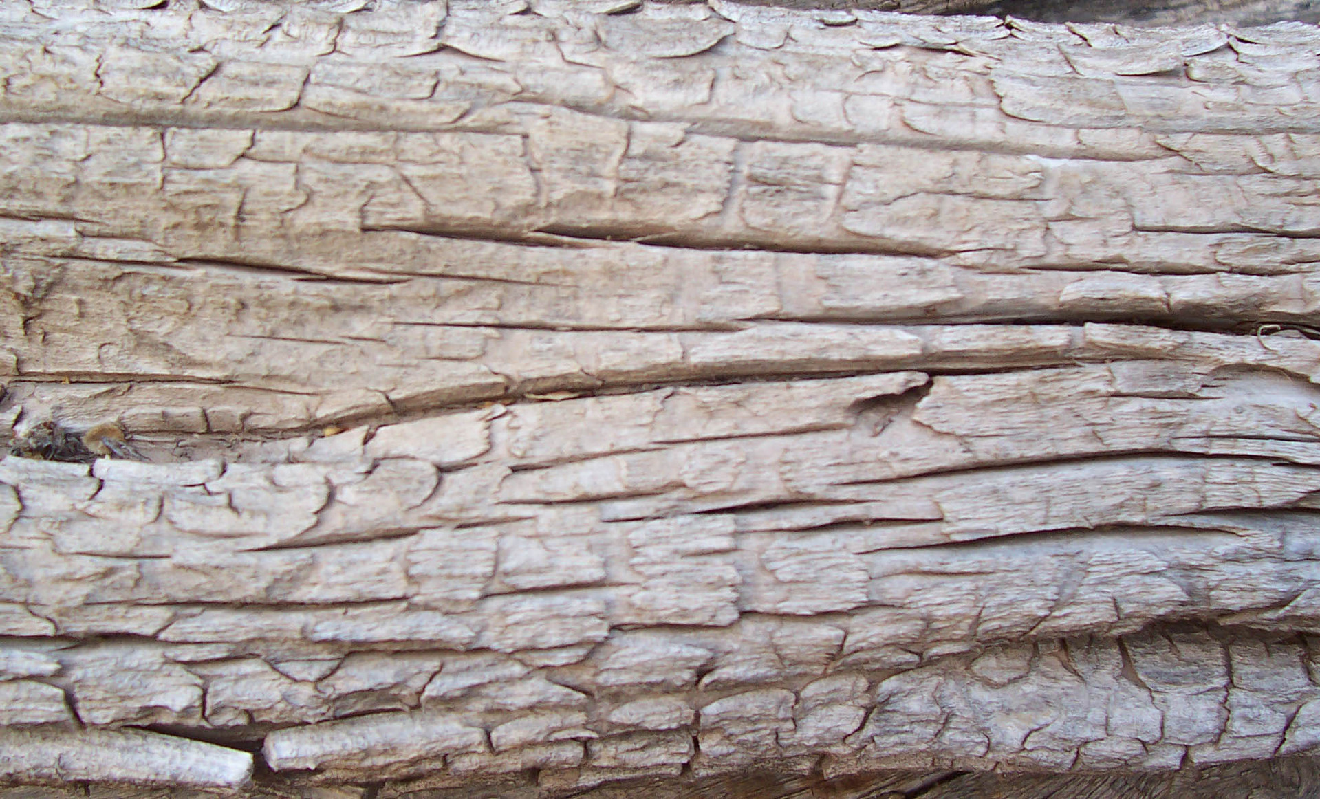 DeadWood_21.jpg
